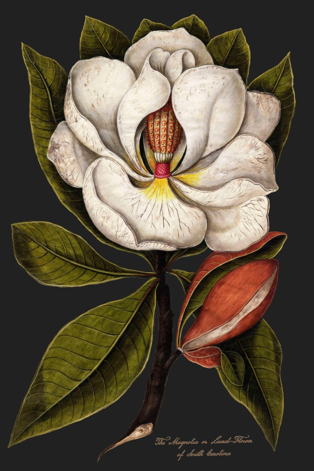 Magnolia Blossom T-Shirt - Catholicamtees