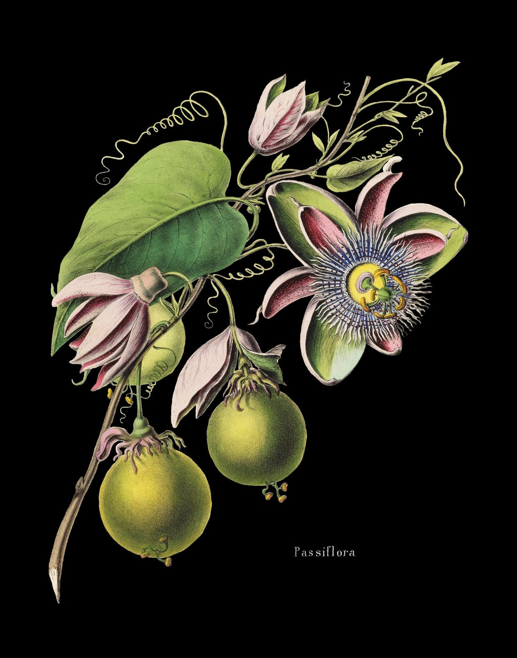 Passionfruit Botanical Print T-Shirt - Catholicamtees